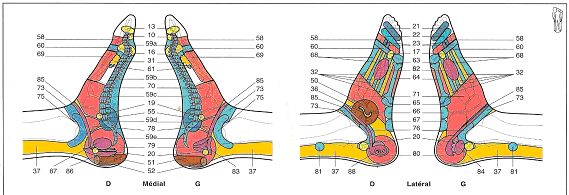 Cartographie De Points Reflexes Aline Lecomte Reflexologue Formation En Reflexologie Plantaire Et Energetique Chinoise Sur Paris Et Region Parisienne