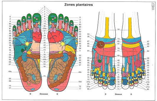 Cartographie De Points Reflexes Aline Lecomte Reflexologue Formation En Reflexologie Plantaire Et Energetique Chinoise Sur Paris Et Region Parisienne