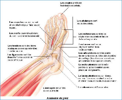 Formation en réflexologie à Paris